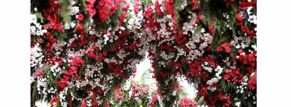 A MONTISOLA UNA FAVOLOSA FESTA DI FIORI E COLORI